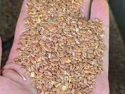 Насіння льону олійного, ранній сорт Надійний. 1р