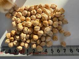 Насіння нуту ЗУХАЛ