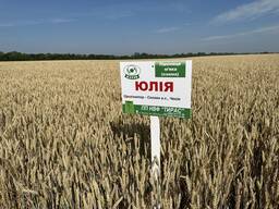Насіння озимої пшениці ЮЛІЯ