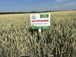 Насіння озимої пшениці Батерфляй