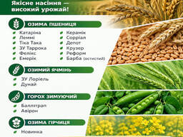 Насіння озимих культур. Еліта та 1-ша репродукція!