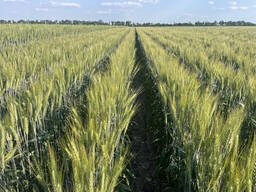 Насіння пшениці м'якої озимої Слава Унави, супереліта