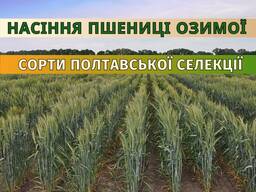 Насіння пшениці озимої сертифіковане еліта