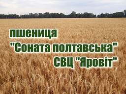 Насіння пшениці Соната полтавська еліта озима м'яка