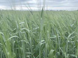 Насіння пшениці твердої ярої Династія, перша репродукція