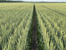 Насіння пшениці ярої Божена, еліта