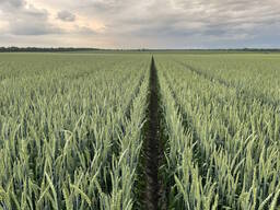 Насіння пшениці ярої Оксамит миронівський, еліта