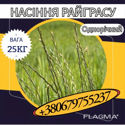 Насіння Райграсу однорічного (25 кг). Насіння кормових трав