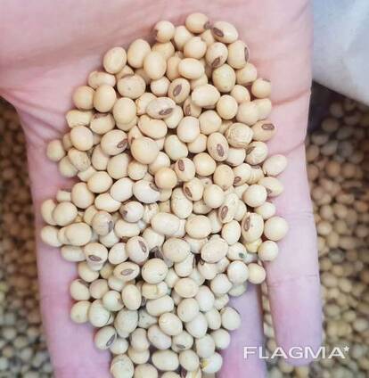 Насіння сої ГМО (під Раундап) Хайстар, Олдхем, S0009-М2, Озборн, Сенсор