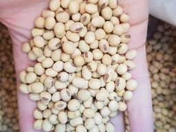 Насіння сої ГМО (під Раундап) Хайстар, Олдхем, S0009-М2, Озборн, Сенсор