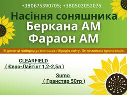 Насіння соняшника. Доступні, олійні, високопродуктивні гібриди.