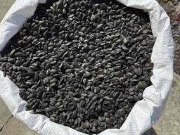 Насіння соняшника каліброване