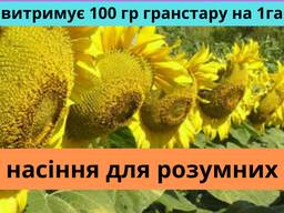 Насіння соняшнику АМ Патріот плюс