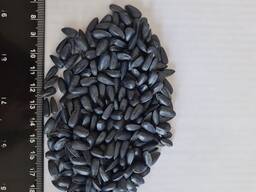 Насіння соняшнику НС Таурус (гібрид стійкий до Євро-Лайтінгу, технологія "Кліарфілд").