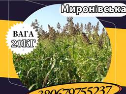 Насіння Суданки Миронівська (20 кг). Суданка