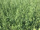 Овес посівний (ярий) Нептун, перша репродукція - фото 1