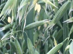 Овес посівний (ярий) Нептун, перша репродукція