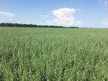 Овес посівний (ярий) Нептун, перша репродукція - фото 2