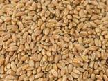 Насіння ярої пшениці сортів Провінціалка та Леннокс - фото 1