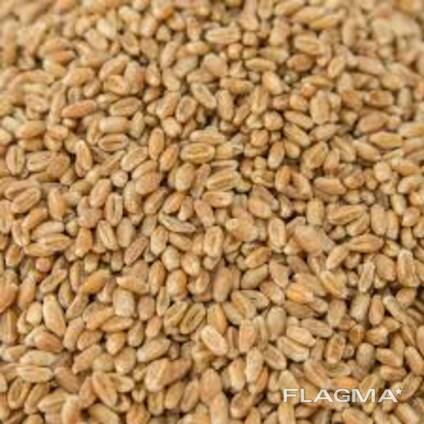 Насіння ярої пшениці сортів Провінціалка та Леннокс