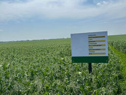 Насіння жовтого гороху Астронавт