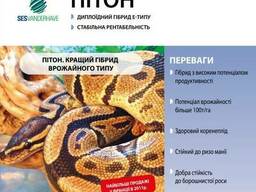 Семена свеклы сахарной "Питон" (драже) Sesvanderhave 1кг.