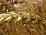 Семена пшеницы Канадская элита и 1 репродукция 10 сортов - фото 1