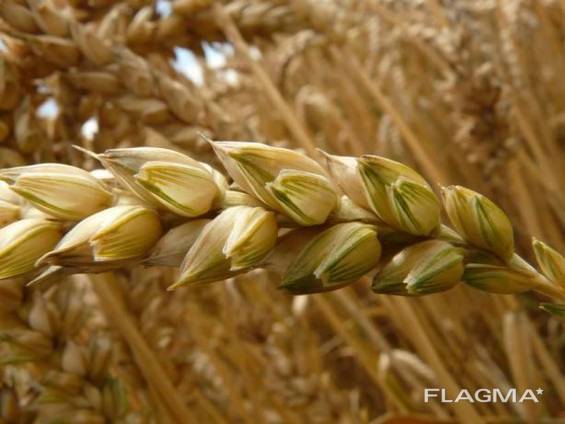 Семена пшеницы Канадская элита и 1 репродукция 10 сортов