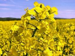 Куплю ріпак, сою кукурудзу та інше в Чернівецькій обл.