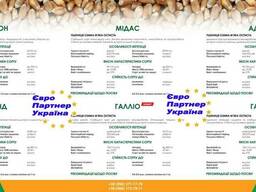 Насіння озимої пшениці Probstdorfer (Балатон, Мідас, Роланд,