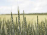 Насіння пшениці ярої МІП Злата, еліта - фото 2