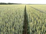 Насіння пшениці ярої МІП Злата, еліта - фото 3