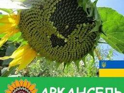 Насіння соняшника Аркансель / Семена подсолнечника Аркансель
