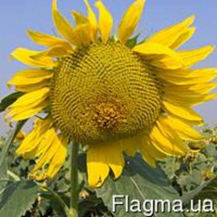 Насіння соняшника Осман, Богдан толерантних до евролайтнингу