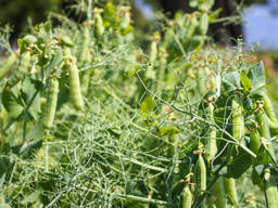 Насіння ярого гороху Імпульс /1р (СН-1) !!!