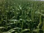 Насіння ярої пшениці Елегія Миронівська (еліта, перша) - фото 1