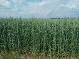 Насіння ярої пшениці Сімкода миронівська (еліта) - фото 3