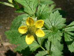 Настойка корня гравилата городского