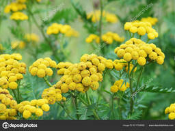 Настойка корня пижмы