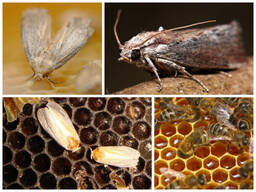 Настойка продуктов жизнедеятельности личинок восковой моли ПЖВМ (пчелиное мумиё)