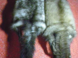 Натуральне хутро лісової та кам'яної куниці