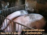 Натуральний корм «Чарівнюля» для свиней, ВРХ та курей - фото 1