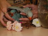 Небесный попугай, яркий ожереловый попугай, ручные попугаи - фото 3