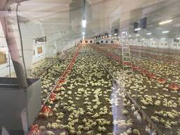 Без комиссии. Недорого продам птицеферму в Винницкой области.