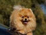 Неймовірно гарний рудий красунчик померанського шпіца. - фото 1