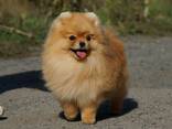 Неймовірно гарний рудий красунчик померанського шпіца. - фото 3