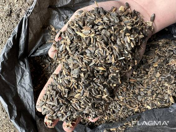 Некодиційний соняшник