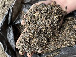 Некодиційний соняшник