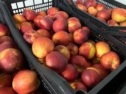 Нектарин Испания 2 категория калибр А навалом