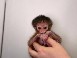 Мангобей золотистий, ручна мавпочка для дому, мавпеня